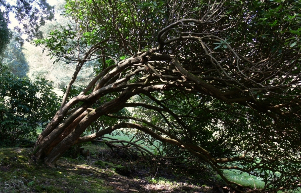 Bois des Moutiers (10) avril 2012